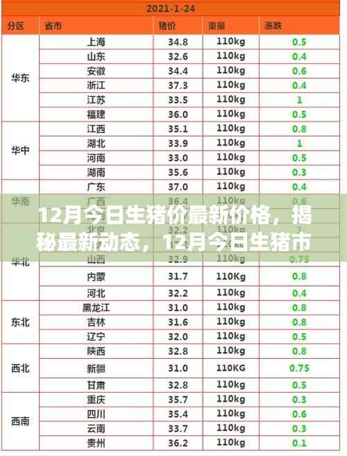 揭秘最新动态,12月今日生猪市场风云变幻的价格走势及最新生猪价分析