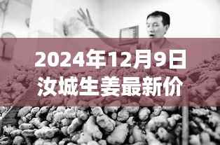汝城生姜行情展望,最新价格分析与预测(2024年12月9日)