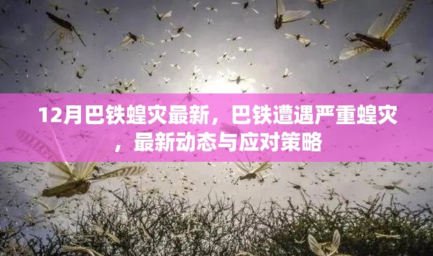 巴铁遭遇严重蝗灾，最新动态与应对策略