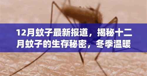 揭秘冬季温暖带来的蚊子活跃现象,十二月蚊子的生存秘密最新报道
