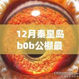 秦皇岛B0B公棚十二月最新动态公告，揭开新篇章的揭秘之门