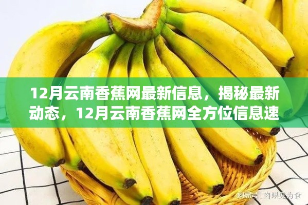 揭秘最新动态，12月云南香蕉网全方位信息速递