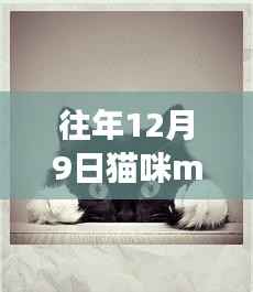 往年12月9日猫咪maomi贴吧交流盛宴，温馨互动的新纪元