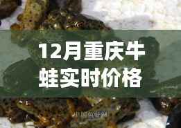 揭秘重庆牛蛙市场，最新行情与价格走势分析（12月版）