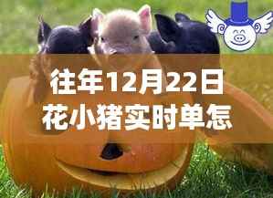 往年12月22日花小猪实时单攻略，接单技巧与高效收入提升秘籍
