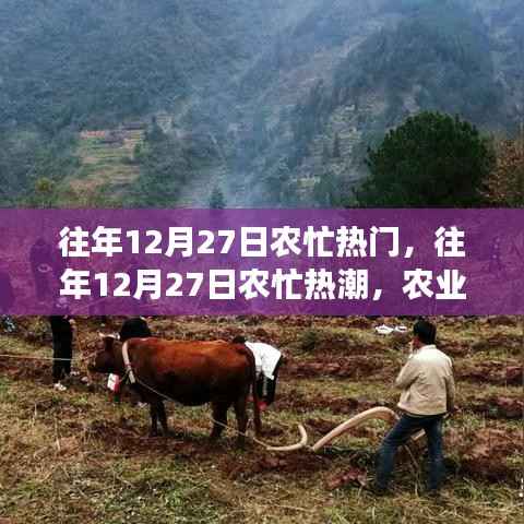 往年12月27日农忙热潮，农业生产繁忙时刻与未来展望分析
