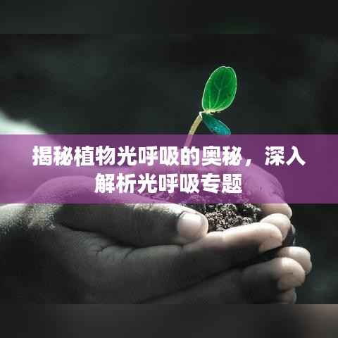 揭秘植物光呼吸的奥秘，深入解析光呼吸专题