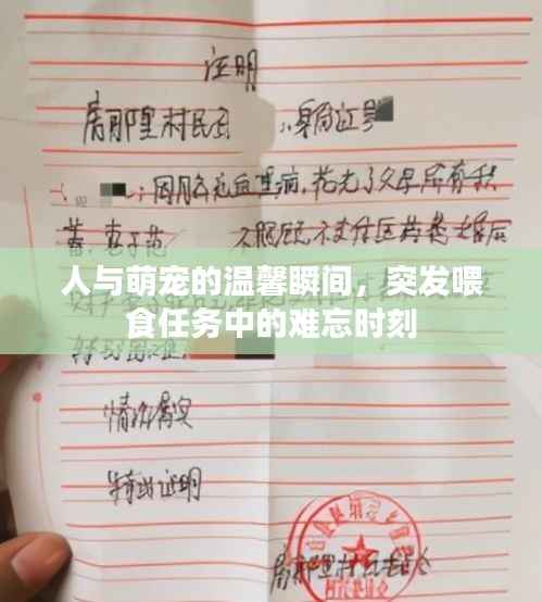 人与萌宠的温馨瞬间，突发喂食任务中的难忘时刻