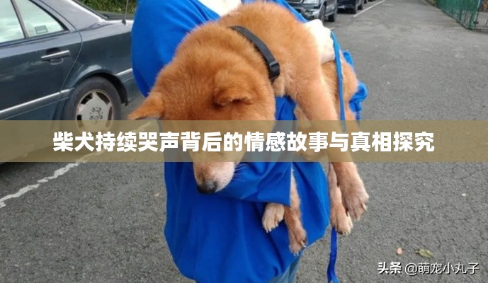 柴犬持续哭声背后的情感故事与真相探究