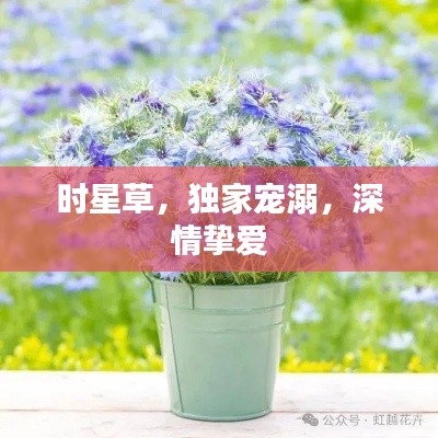 时星草，独家宠溺，深情挚爱