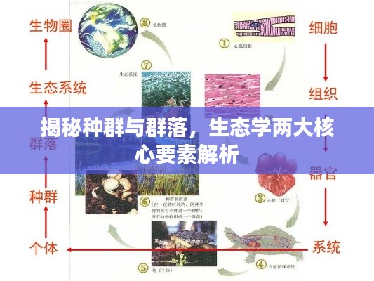 揭秘种群与群落，生态学两大核心要素解析