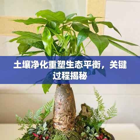 土壤净化重塑生态平衡,关键过程揭秘