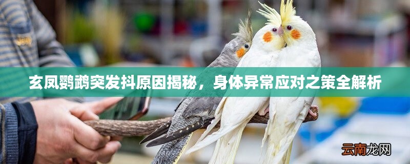 玄凤鹦鹉突发抖原因揭秘，身体异常应对之策全解析