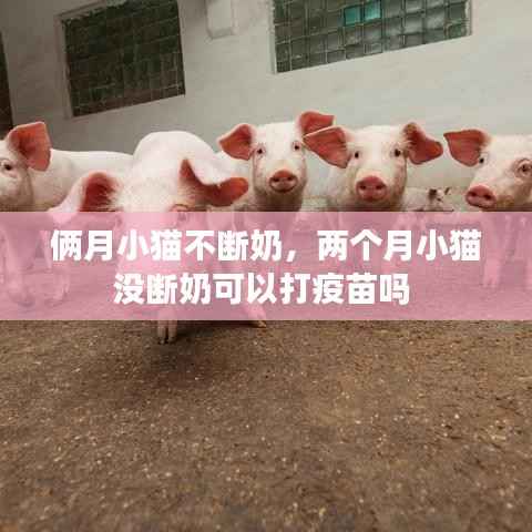 俩月小猫不断奶,两个月小猫没断奶可以打疫苗吗