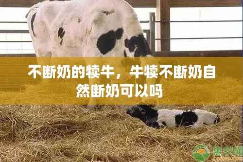 不断奶的犊牛，牛犊不断奶自然断奶可以吗 