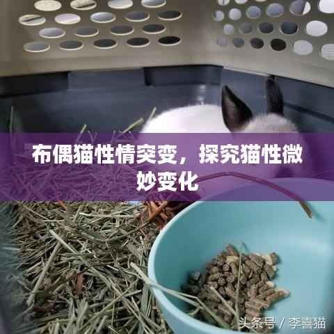 布偶猫性情突变，探究猫性微妙变化