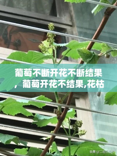 葡萄不断开花不断结果，葡萄开花不结果,花枯萎 