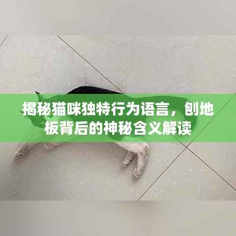 揭秘猫咪独特行为语言，刨地板背后的神秘含义解读