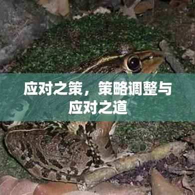 应对之策，策略调整与应对之道