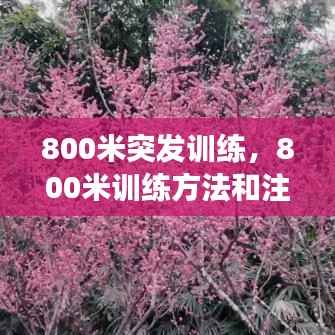 800米突发训练，800米训练方法和注意事项 
