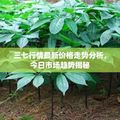 三七行情最新价格走势分析，今日市场趋势揭秘