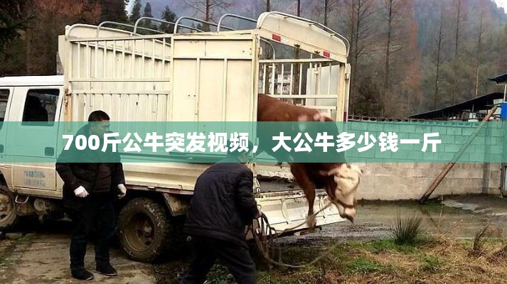 700斤公牛突发视频，大公牛多少钱一斤 