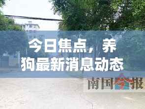 今日焦点，养狗最新消息动态报道速递