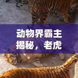 动物界霸主揭秘，老虎高手排名与解析！
