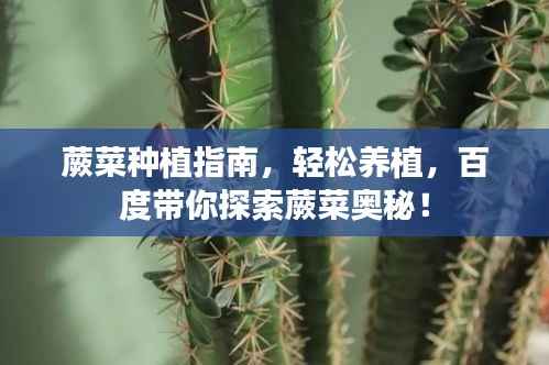蕨菜种植指南，轻松养植，百度带你探索蕨菜奥秘！