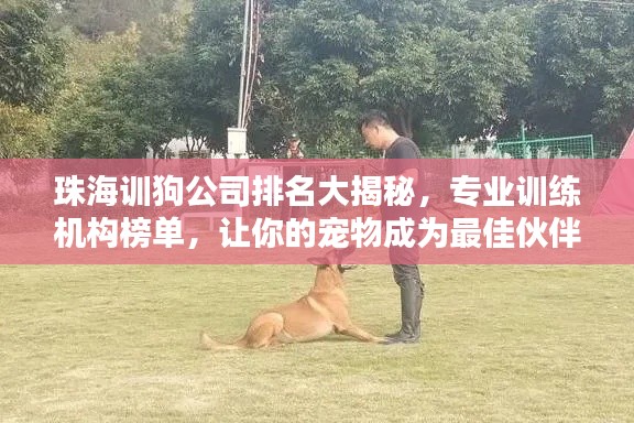 珠海训狗公司排名大揭秘，专业训练机构榜单，让你的宠物成为最佳伙伴！