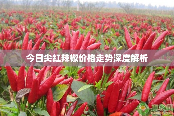 今日尖红辣椒价格走势深度解析