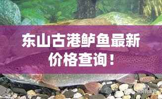 东山古港鲈鱼最新价格查询！