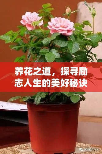养花之道，探寻励志人生的美好秘诀！