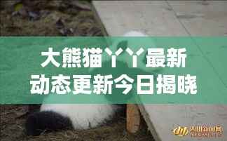 大熊猫丫丫最新动态更新今日揭晓