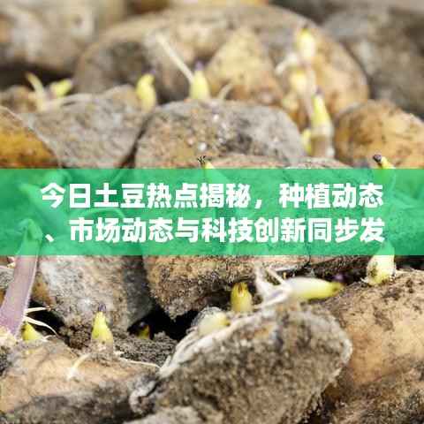今日土豆热点揭秘，种植动态、市场动态与科技创新同步发展