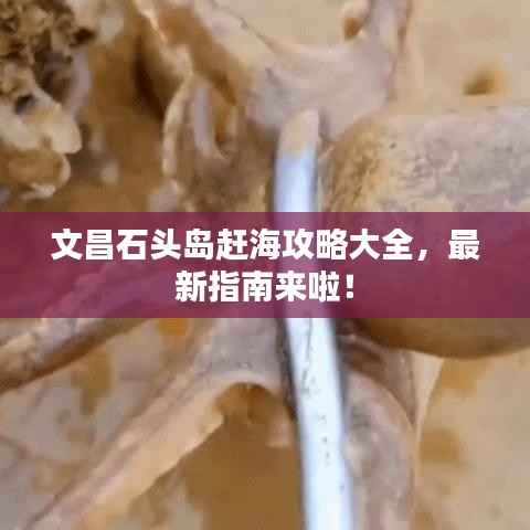 文昌石头岛赶海攻略大全，最新指南来啦！