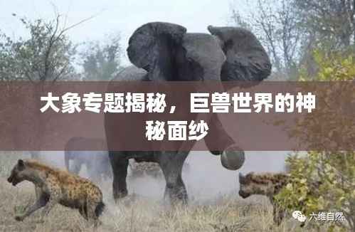 大象专题揭秘，巨兽世界的神秘面纱