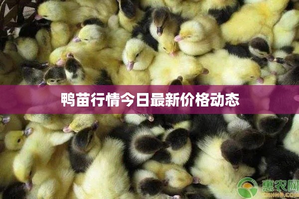鸭苗行情今日最新价格动态