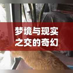 步履如飞 第4页