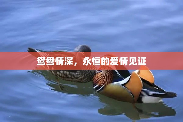 鸳鸯情深，永恒的爱情见证