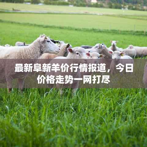 最新阜新羊价行情报道，今日价格走势一网打尽
