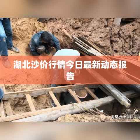 湖北沙价行情今日最新动态报告