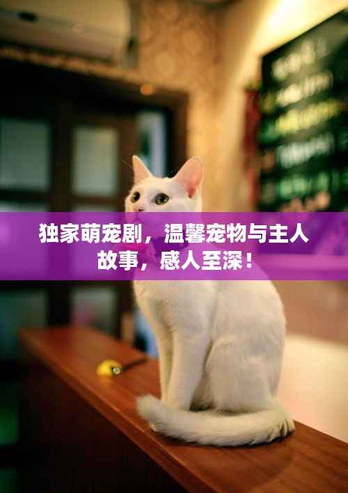 独家萌宠剧，温馨宠物与主人故事，感人至深！
