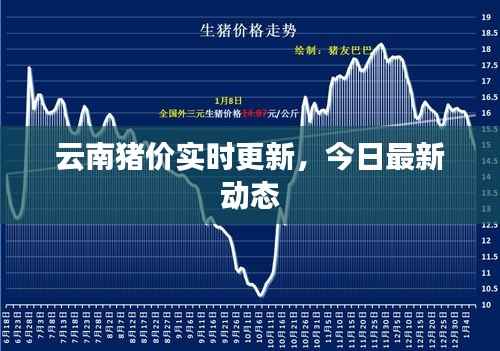 云南猪价实时更新，今日最新动态