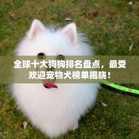 全球十大狗狗排名盘点，最受欢迎宠物犬榜单揭晓！