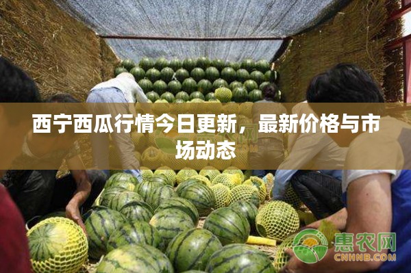 西宁西瓜行情今日更新，最新价格与市场动态