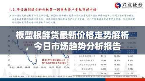 板蓝根鲜货最新价格走势解析，今日市场趋势分析报告