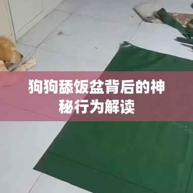 狗狗舔饭盆背后的神秘行为解读