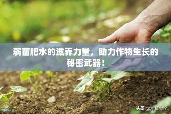 弱苗肥水的滋养力量,助力作物生长的秘密武器!