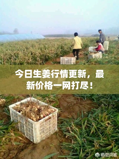 今日生姜行情更新,最新价格一网打尽!